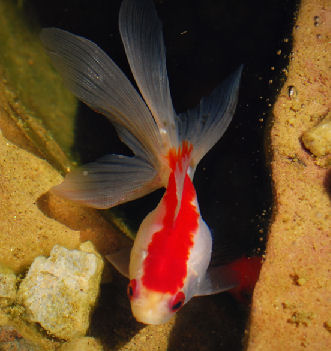 fish thumbnail