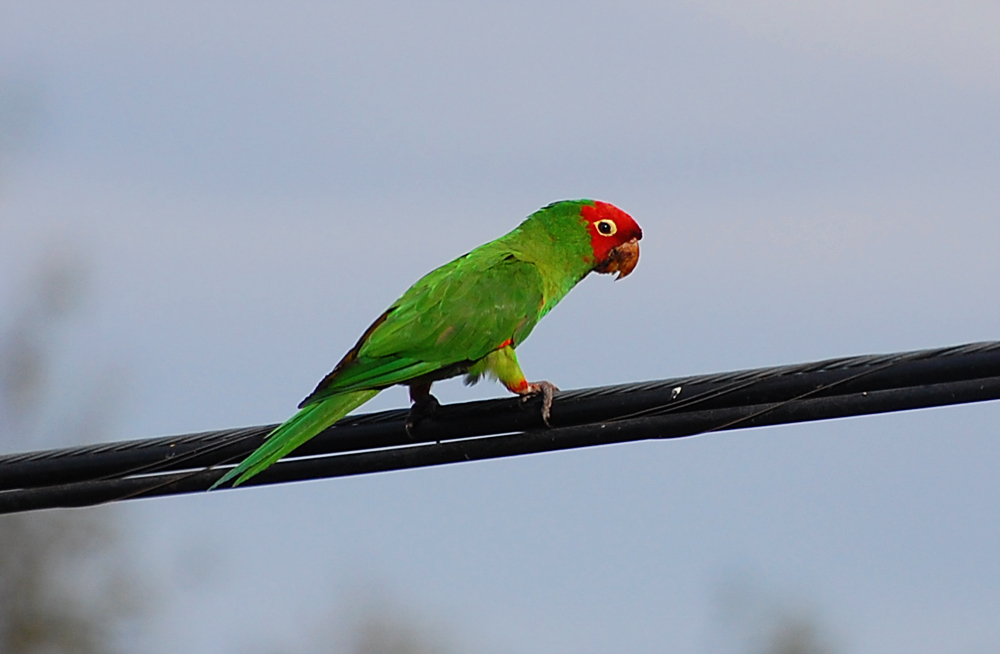 parrots 11