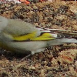 Male Lawrence's Goldfinch
