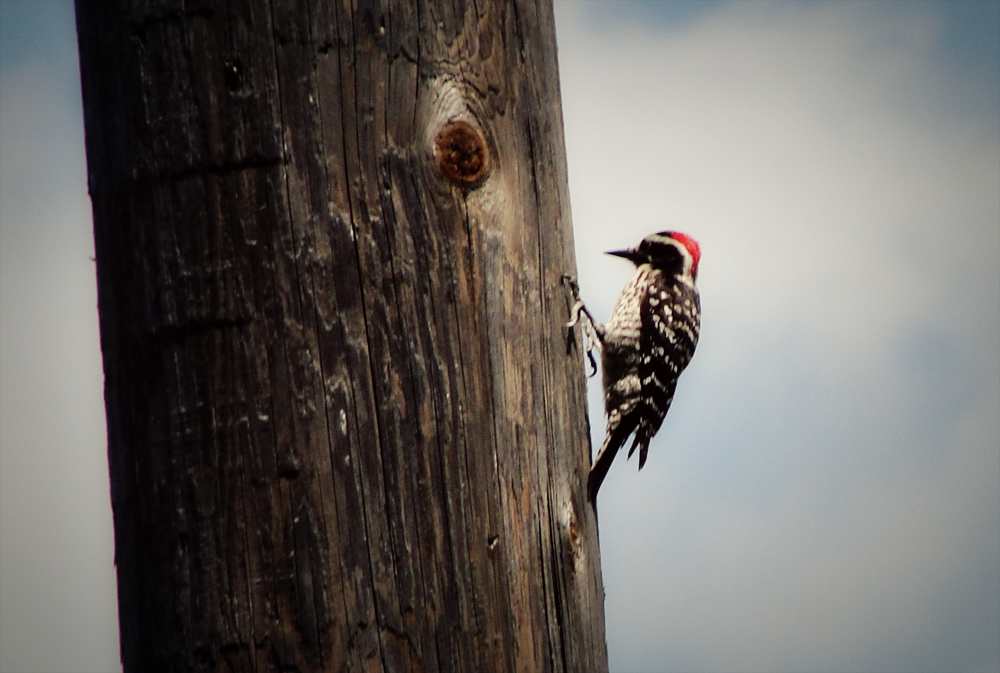 woodpecker 03