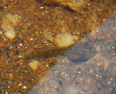 tadpole thumbnail